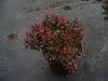 Berberis thunbergii Bagatelle 15-20 Zwergkugel-Berberitze Produktbild-Vorschau 2