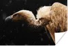 MuchoWow® Poster Geier - Vogel - Tiere 120x80 cm - Bilder Produktbild-Vorschau 1