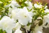 Rhododendron obtusum 'Schneeperle', weiß, 15–20 cm Produktbild-Vorschau 8