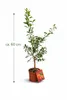 Albero di mandarino, circa 60 cm – Citrus reticulata – Anteprima dell’immagine prodotto 6