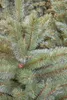 Triumph Tree Arbre de Noël artificiel Forest Frosted - Voir les images du produit 13