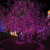A tree decorated with numerous purple LED lights at night. Produktbild-Vorschau