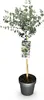Eukalyptus Eucalyptus gunnii Azura  – 19 cm – výška cca 90 Náhľad obrázku produktu 1