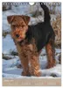 Welsh Terrier - viel Hund in kleiner Verpackung Produktbild-Vorschau 4