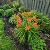 6x Hemerocallis Sammy Russell P9H20 Produktbild-Vorschau 3