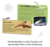 KOSMOS 657918 KOSMOS Ausgrabungsset Fossilien Productafbeelding-voorbeeld 6