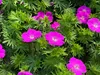 Stauden Gänge 3 x Geranium sanguineum 'Max Frei' - Blut Produktbild-Vorschau 4