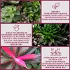 Terrarium Pflanze Cordyline red edge Paludarium Regenwald Produktbild-Vorschau 4