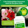 A marketing image for Purgrün Amaryllis Dünger, showing flowers and the product bottle. Produktbild-Vorschau