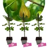 Set mit 3 Feigen – Ficus carica ‘Longue d’Août’ – Höhe Produktbild-Vorschau 1