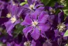 Clematis viticella, Italienische Waldrebe, 60–100 cm, Produktbild-Vorschau 9