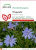 SAFLAX - Wegwarte - Cichorium intybus - 250 Samen Produktbild-Vorschau 1