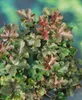 Purpurglöckchen Palace Purple, im Topf - Heuchera Produktbild-Vorschau 8