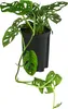 Dehner Fensterblatt, Monstera adansonii, in Hydrokultur, Produktbild-Vorschau 1