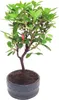 Bonsai Baum mit Keramik Blumentopf - Rhododendron - ca. 6 Produktbild-Vorschau 1