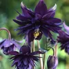 6 x Kurzspornige Akelei  - Aquilegia vulgaris 'Black Produktbild-Vorschau 2