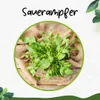 Enseleits 2x Sauerampfer, Marktfrische Pflanze aus Produktbild-Vorschau 3