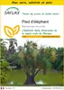 SAFLAX Ensemble de culture - Pied d'éléphant - 10 graines - Voir les images du produit 1
