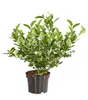 Dehner Gourmet Garten Heidelbeere Spartan, aromatisch, ca. Produktbild-Vorschau 2