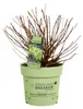 Dehner Bodendecker-Rispenhortensie Groundbreaker® Greeny™, Produktbild-Vorschau 4