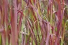 Imperata cylindrica 'Red Baron', Japanisches Blutgras, ca. Produktbild-Vorschau 5