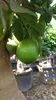 Sunny Tree – drzewo limonkowe – 30 lat – Citrus Latifolia – Podgląd zdjęcia produktu 4