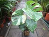 Monstera Thai Constellation 50-60 cm białe nakrapiane Podgląd zdjęcia produktu 7