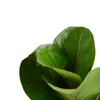 Bloomique - Ficus Lyrata Bambino - Geigenfeige - Produktbild-Vorschau 6