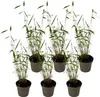 Six potted bamboo plants arranged in a grid against a white background. Produktbild-Vorschau