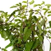 A close-up view of a plant with green leaves and brown stems against a white background. Produktbild-Vorschau