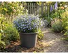 Pot de fleurs en plastique Campanula Ø 28 x 19,6 cm Voir les images du produit 3