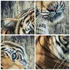 Bild auf Leinwand - Leinwandbild - Indien stein tiger wild Produktbild-Vorschau 8