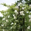 GreenboutiQ - Kletterrose - Rosa White Climber - Blüte Weiß Produktbild-Vorschau 5