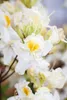 Rhododendron luteum 'Schneegold', gelb, 40–50 cm Produktbild-Vorschau 1