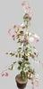 Cercis canadensis 'Carolina Sweetheart'® 160-170 cm – Produktbild-Vorschau 1