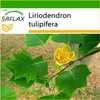 SAFLAX - Skutečný tulipánový strom - Liriodendron Náhled obrázku produktu 10