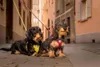 Curli Clasp Vest Pet Air-Mesh Special E. 2022 Ruby S Náhľad obrázku produktu 12