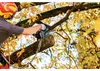 Akumulatorowa piła łańcuchowa Metabo MS 18 LTX BL 25, 18 V, Podgląd zdjęcia produktu 5