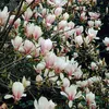 3x Magnolien Mix – Biberbaum – Strauch – Pflegefreundlich – Produktbild-Vorschau 4
