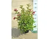 Weigelie FloraSelf Weigela 'Bristol Ruby' H 60 cm Co 4,5 L Produktbild-Vorschau 2
