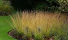 Stauden Gänge 5 x Molinia caerulea 'Heidebraut' im 1 Liter Produktbild-Vorschau 3