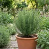 6x Rosmarinus officinalis P9 H20 Produktbild-Vorschau 1