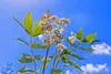 SAFLAX  - Regina dei prati - 500 semi - Filipendula Anteprima dell’immagine prodotto 8