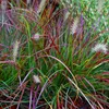 Stauden Gänge 1 x Pennisetum alopecuroides 'Burgundy Bunny' Produktbild-Vorschau 5
