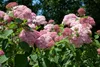 Hydrangea arborescens 'Pink Annabelle', rosa, 40–60 cm Produktbild-Vorschau 4