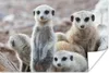 MuchoWow® Poster Neugierige Erdmännchen 30x20 cm - Plakate Produktbild-Vorschau 1