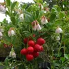 A close-up of a lingonberry plant with ripe red berries and white and pink flowers. Produktbild-Vorschau