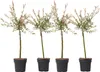 Saule crevette - Set de 4 - Salix integra 'Flamingo' - Voir les images du produit 1
