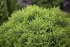 Thuja occidentalis 'Danica', Kugel-Lebensbaum, immergrün, Produktbild-Vorschau 4