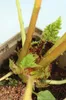 Veľkolistá gunnera (Gunnera manicata) – trvalka v črepníku Náhľad obrázku produktu 3